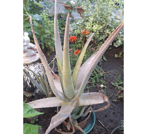 Алое вера (Aloe vera)